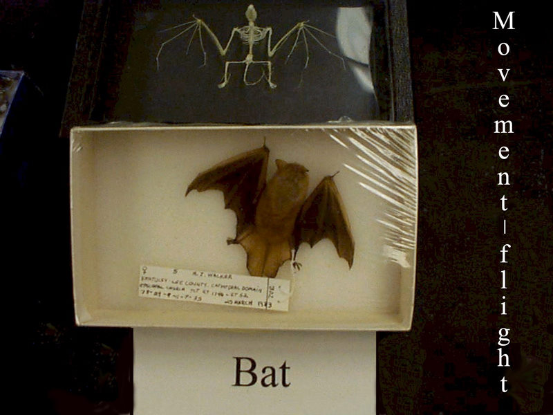 Bat