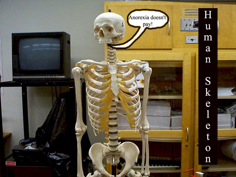 Human skeleton