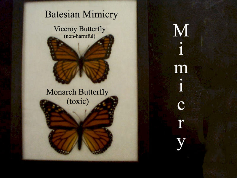 Batesian mimicry 1