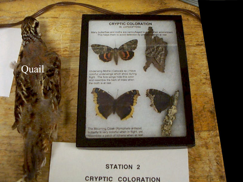 Cryptic coloration 2