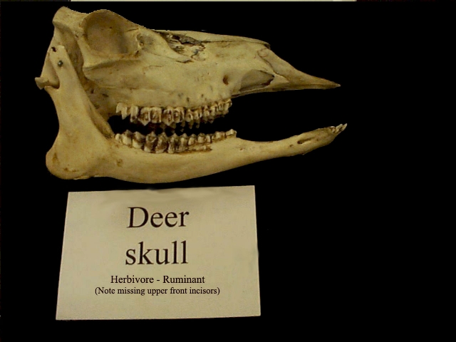 Herbivore teeth