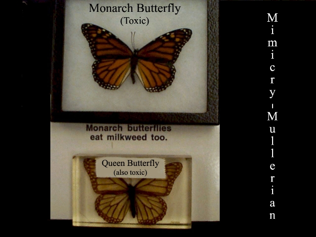Mullerian mimicry