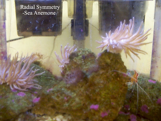 radial symmetry