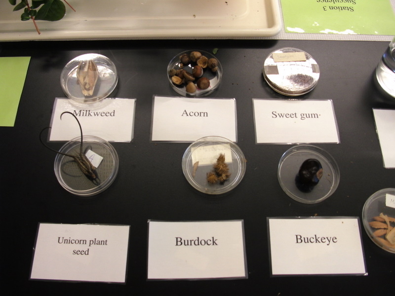 seeds 1