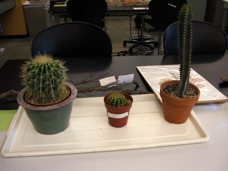 cacti