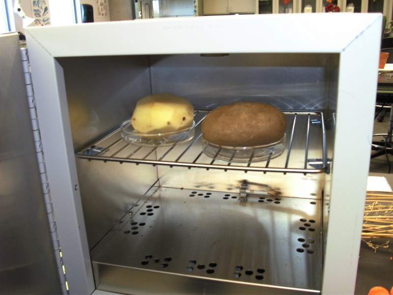 potato skin