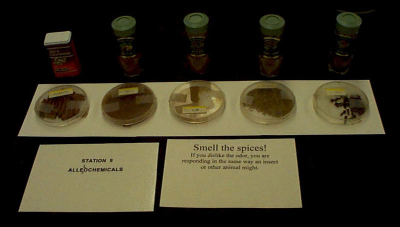spices