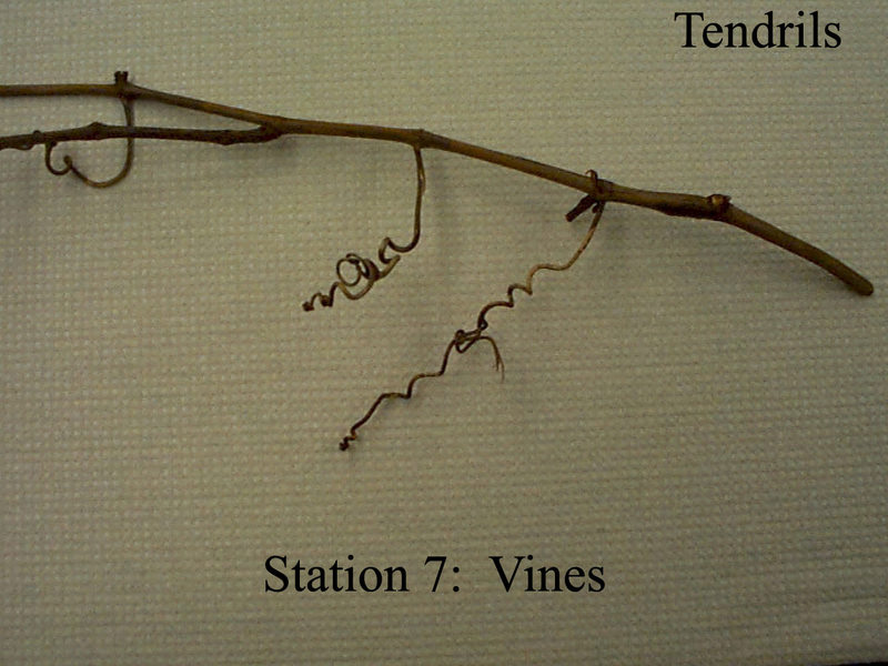 tendrils