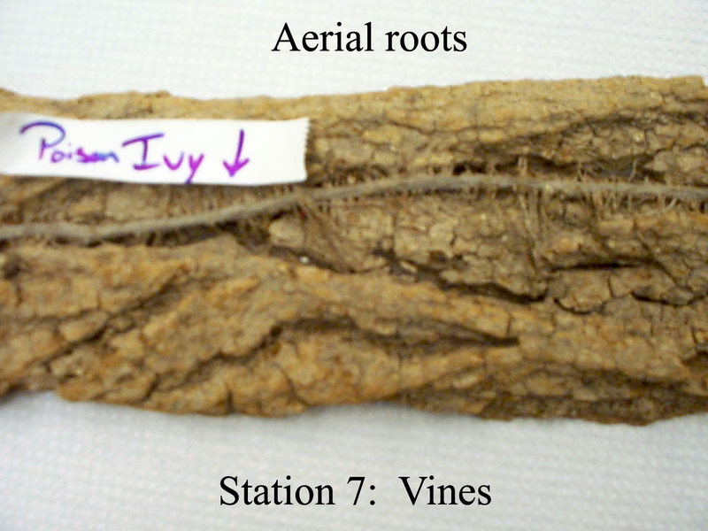 aerial roots