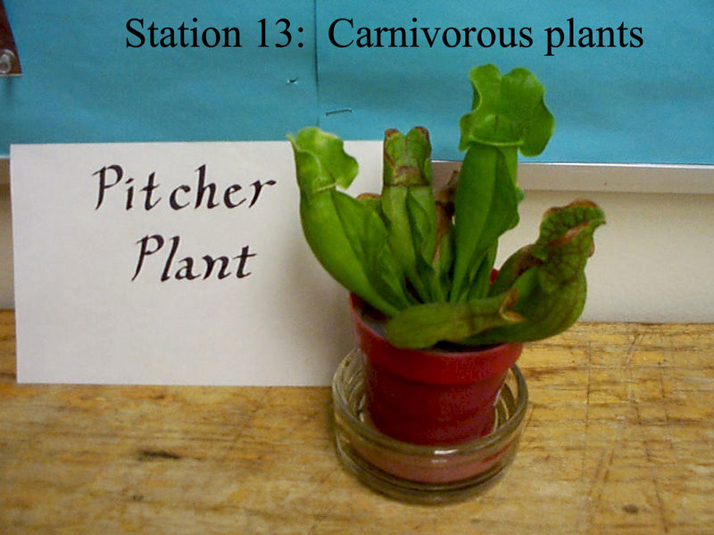 pitcher plant