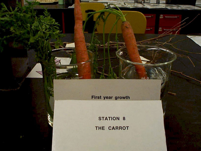 carrot 1