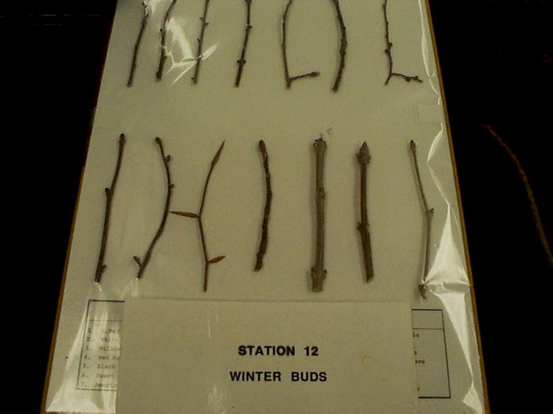 winter buds