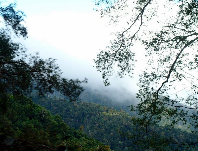 Cloud Forest