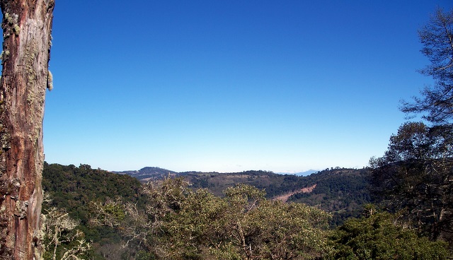 cloud forest view