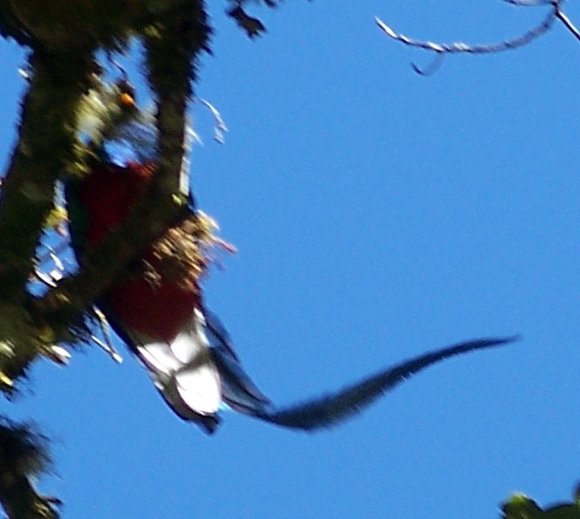 Quetzals
