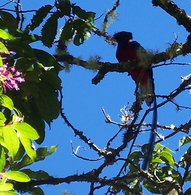 Quetzales