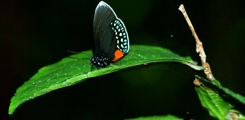 day hike butterfly