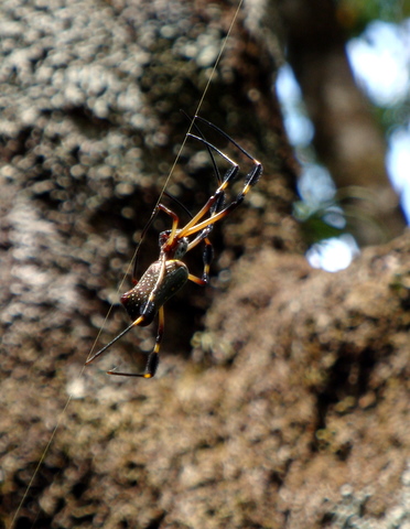 orbspider