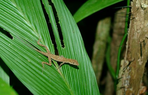 day hike forest anole