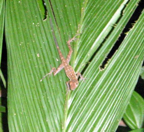 day hike forest anole 2