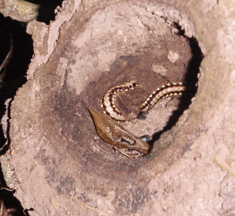 milipedes in a log