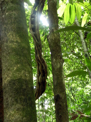 monkey latter vine
