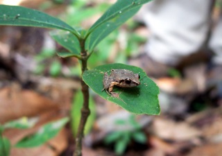 forest frog
