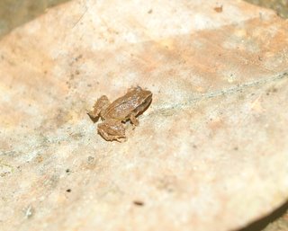 rain forest frog