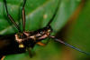 metalic long horn beetle