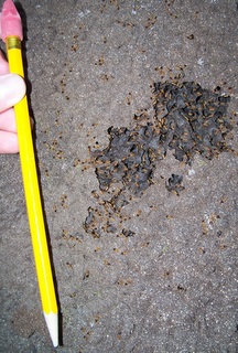 Termitepencil