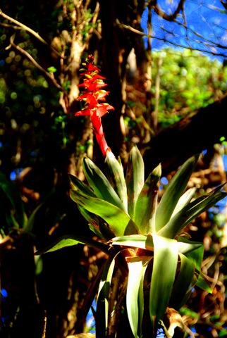 flower