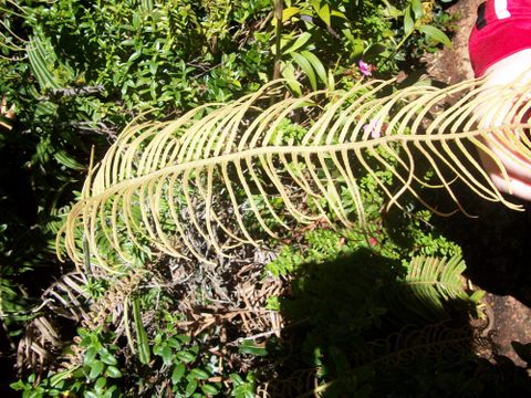 plant