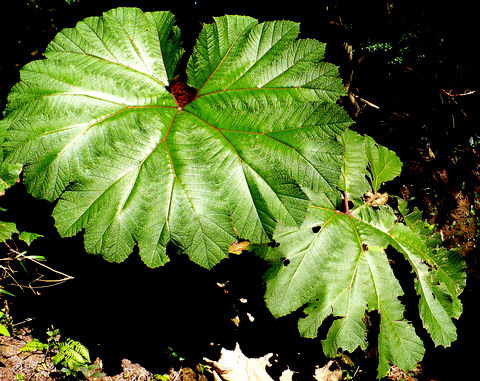 Plant