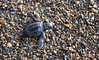 Baby sea turtle