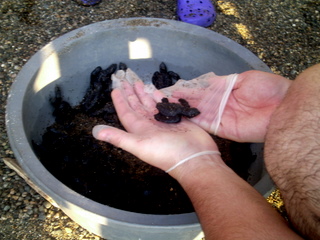 Baby sea turtles in the hatchery bucket