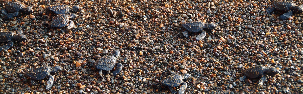 Baby sea turtles in the sand