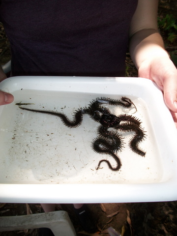 brittle star