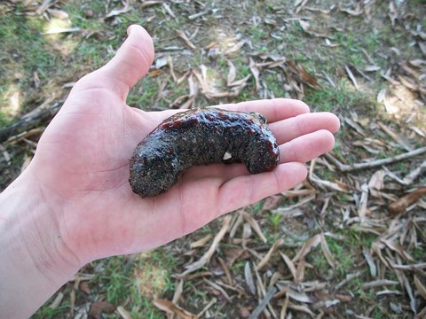 sea cucumber