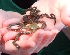 brittle star