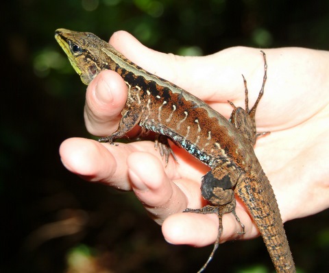 Large Female Ameiva