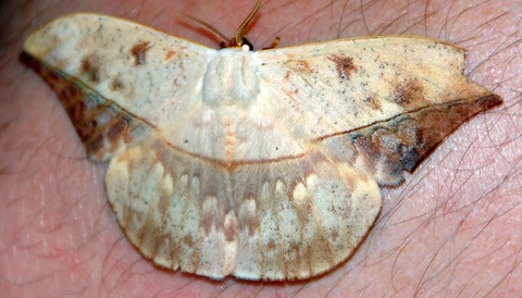 Huge Moth