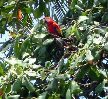 Macaw