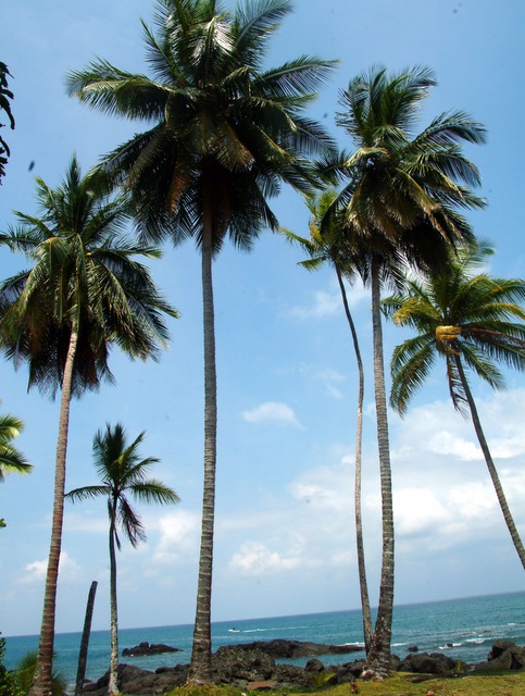 Palm trees at the beach